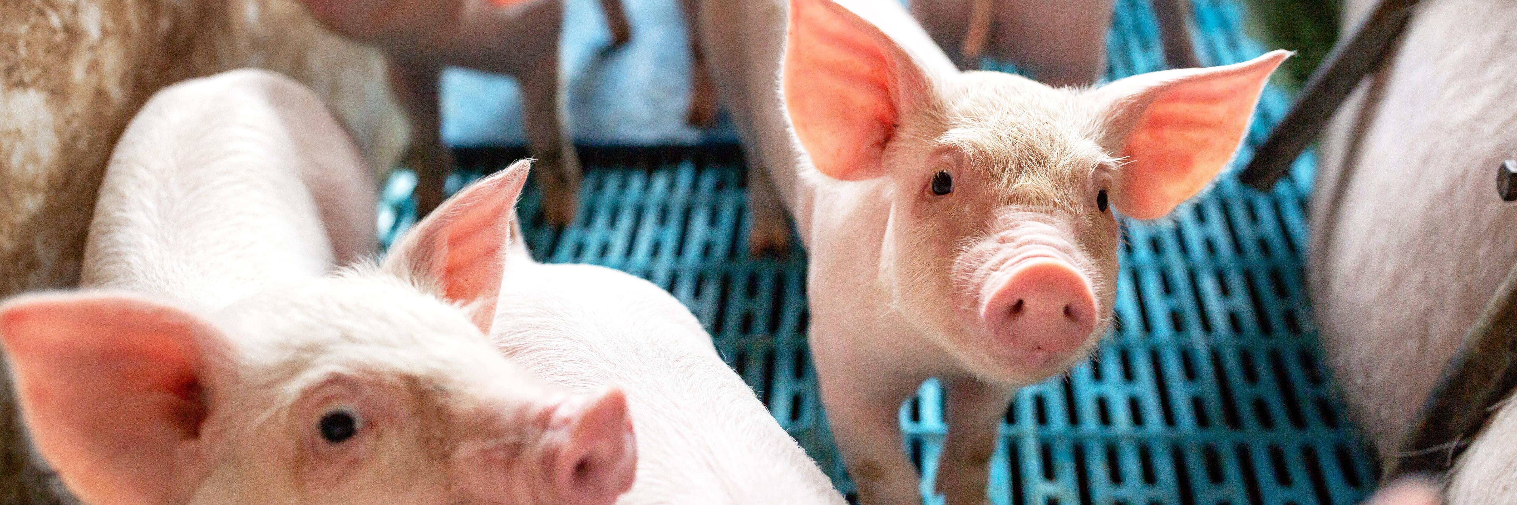 Piglets